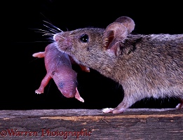 House mouse carrying baby