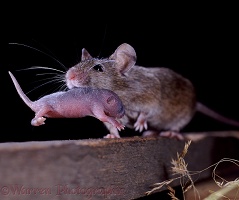 Mouse carrying baby