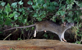 Rat carrying nesting material