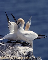 Gannet pair courtship display