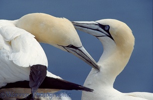 Gannet pair mutual preening