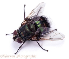 Giant Greenbottle Fly