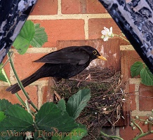 Blackbird at nest