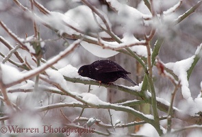 Blackbird eating snow
