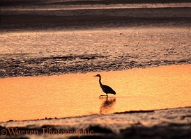Heron fishing at sunset
