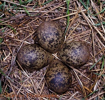 Lapwing eggs in nest