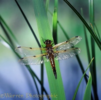 Four-spot Chaser Dragonfly