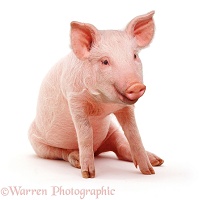 Sitting pink pig