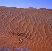Dead desert plant in sand