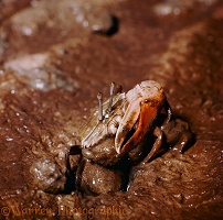 Fiddler crab in mud