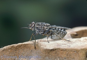 Tsetse Fly gravid female