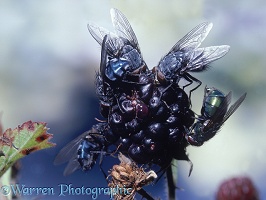 Bluebottles on a blackberry