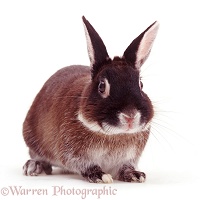 Elderly Marten Sable Rabbit, 9 years old