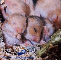 Baby Golden Hamsters