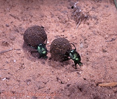 Green dung beetle pair