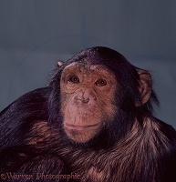 Thoughtful chimpanzee