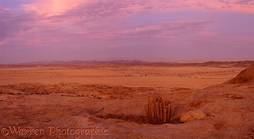 Hoodia and desert scene at sunset