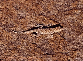 Bradfield's Namib Day Gecko