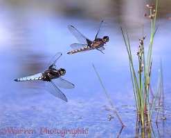Dragonflies flying over a pond