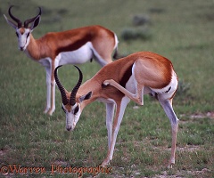 Springbok scratching its neck