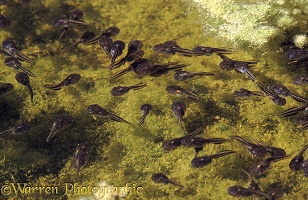 Tadpoles in rainwater pool