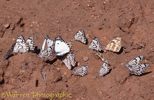 Butterflies at salt lick