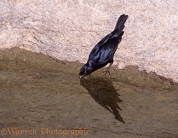 Palewing Starling drinking
