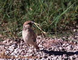 Sociable Weaver with nesting material