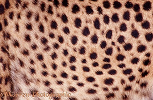 Spots on the flank of a cheetah