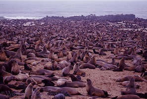 Cape Fur Seal colony