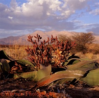Welwitschia