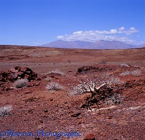 Desert plant on red volcanic rocks