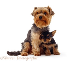 Yorkshire Terrier bitch and pup