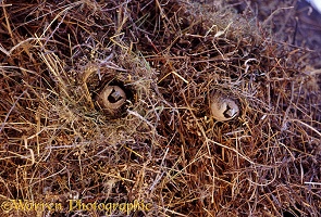 Sociable Weavers in their nest