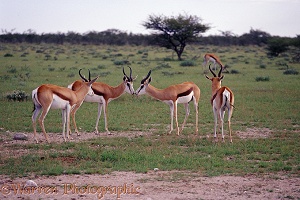 Springbok rams nose-to-nose