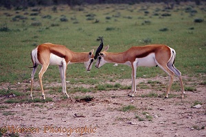 Springbok rams locking horns