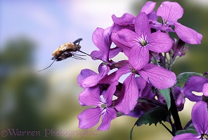 Bee fly with honesty