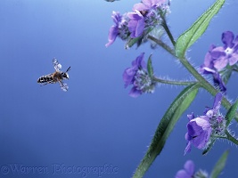 Solitary bee flying to flower