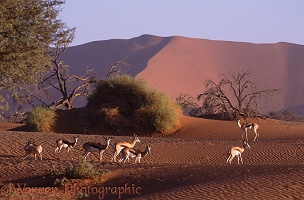 Springboks on sand dunes