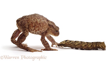 Toad defensive at Elephant Hawkmoth caterpillar