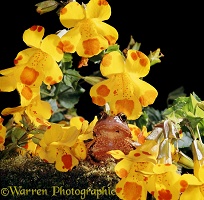 Common Frog among Monkey Musk flowers