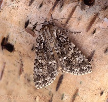 Knotgrass Moth