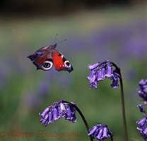 Peacock Butterfly and bluebell flowers