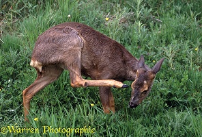 Roe Deer scratching