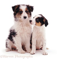 Two cute Border Collie puppies