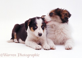 Two cute Border Collie puppies