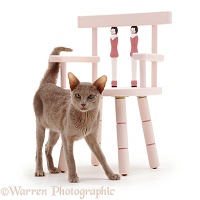 Oriental Lilac cat and chair