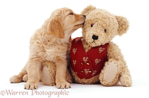 Retriever puppy and teddy bear