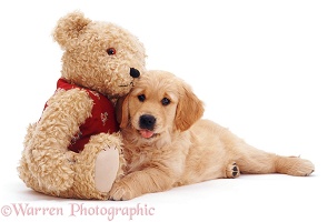 Retriever puppy and teddy bear