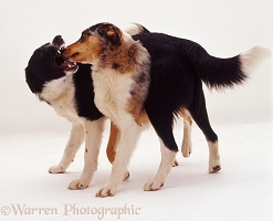 Border Collies play-fighting